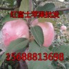 常年供應山東優質紅富士蘋果 質量上乘