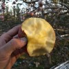 長期供應(yīng)運城本地農(nóng)特產(chǎn)及水果，蘋果、脆柿、野生蒲公英