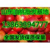 13863394777油桃批發(fā)價格