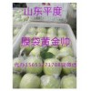 15653271708供應(yīng) 山東平度膜袋黃金帥