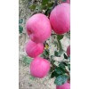 種植加代辦甘肅平涼莊浪蘋果，（條紅紅富士、片紅紅富士）量產，