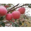 涇川紅富士