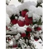 大量供應靜寧山地富士