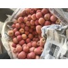 本人大量精品條紋紅富士90以上