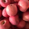 山東紅富士蘋果大量供應，貨源充足
