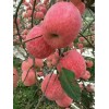陜西大荔縣庫存洛川紙袋紅富士蘋果價格
