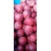 甘肅禮縣蘋果禮縣東茂果業(yè)農(nóng)民專業(yè)合作社