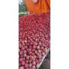 自家果園大量紅星上市價格不高質量很好