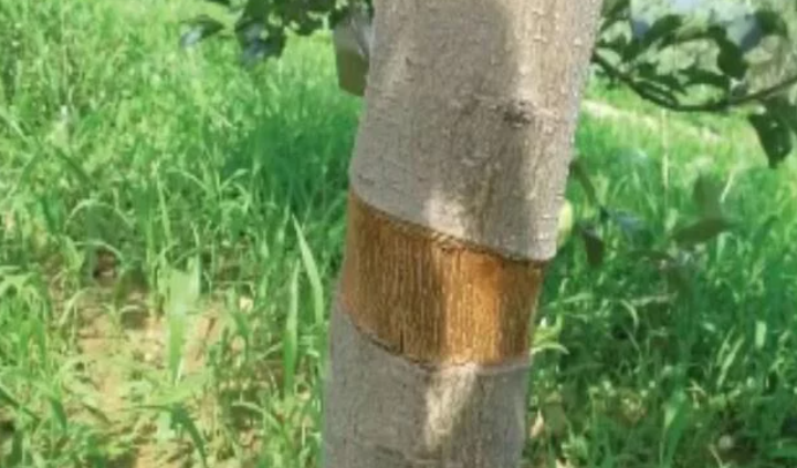 圖片 2