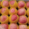 沂源縣紅富士蘋果大量出庫供應(yīng)
