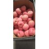 常年供應(yīng)冷庫富士蘋果