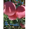 大量供應(yīng)紅富士蘋果