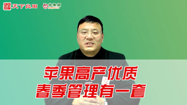 蘋果高產優質 春季管理有一套 ()