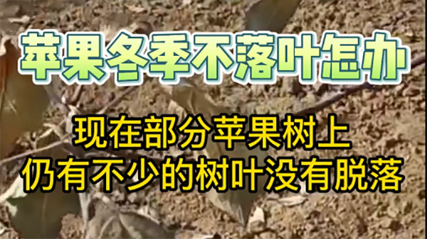 蘋果冬季不落葉咋辦？ ()
