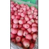 山東蘋果價(jià)格13573912087