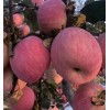 13468360080紅富士蘋果代購(gòu)代銷