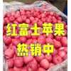 蘋果 出口貿易 市場批發