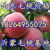 18264955075山東萬畝水蜜桃大量上市