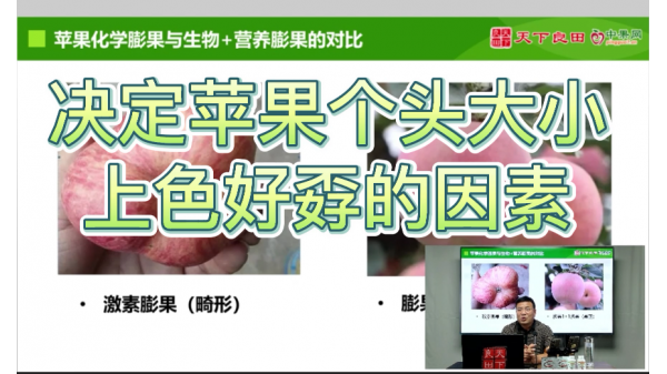 決定蘋果個頭大小上色好孬的因素 ()