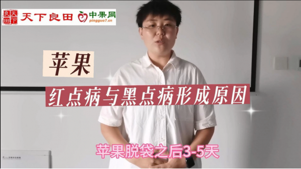 蘋果紅點病與黑點病形成原因 ()