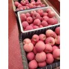 本人直接產(chǎn)地出售高原紙袋紅富士