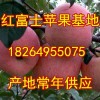 18264955075山東紅富士蘋果批發基地