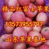 13573955797山東日照紅富士蘋果種植基地
