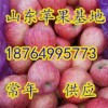 18764995773沂蒙山區紅富士蘋果大量上市