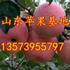 山東冰糖心蘋果產地直銷
