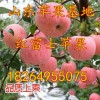 山東紅富士蘋果產地批發