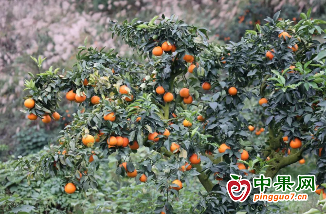 橘香飄千里 初冬迎豐收 ()