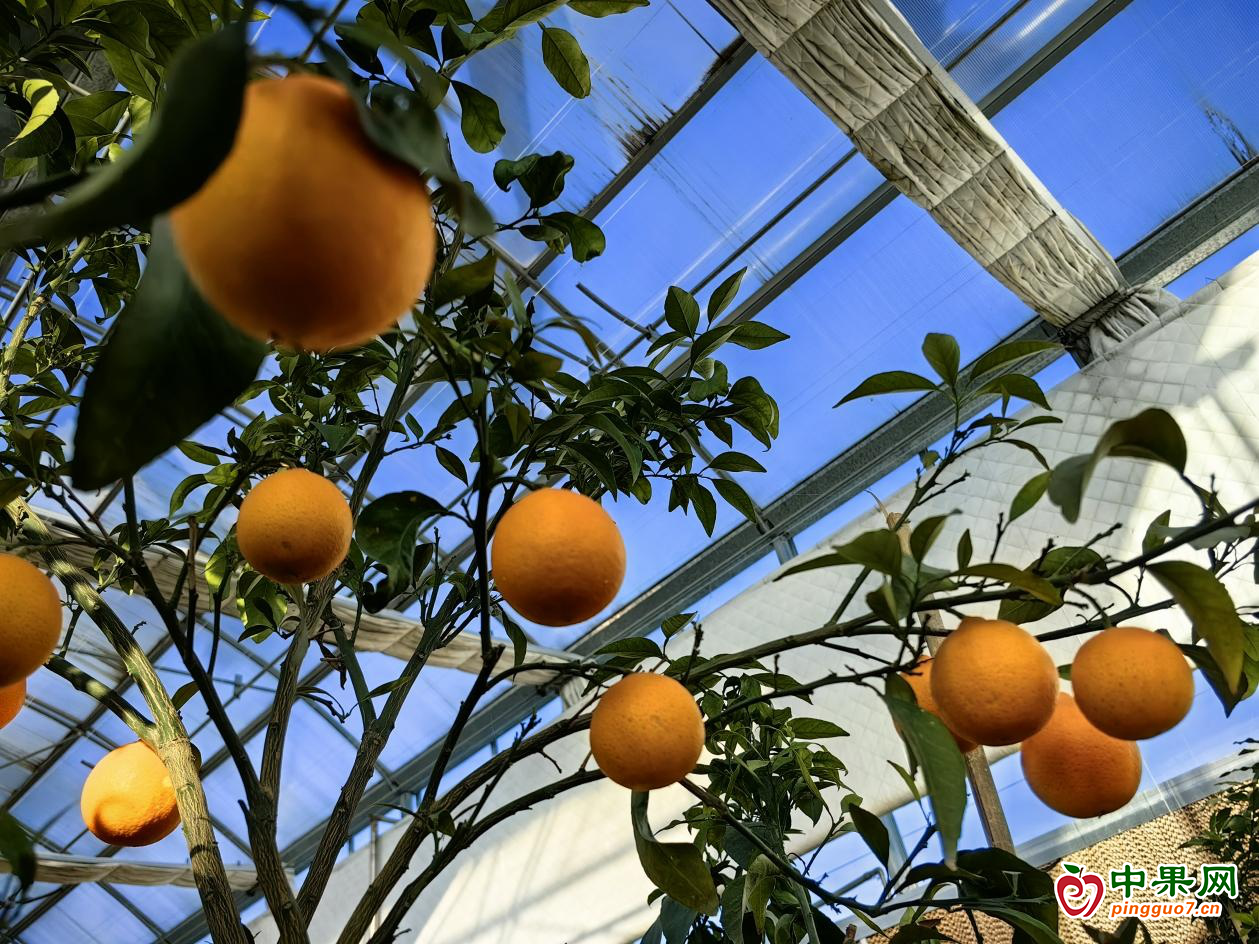 紅美人柑橘在河口街道試種成功 ()
