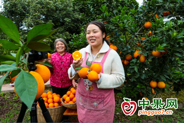 重慶市豐都縣柑橘迎來采摘 ()