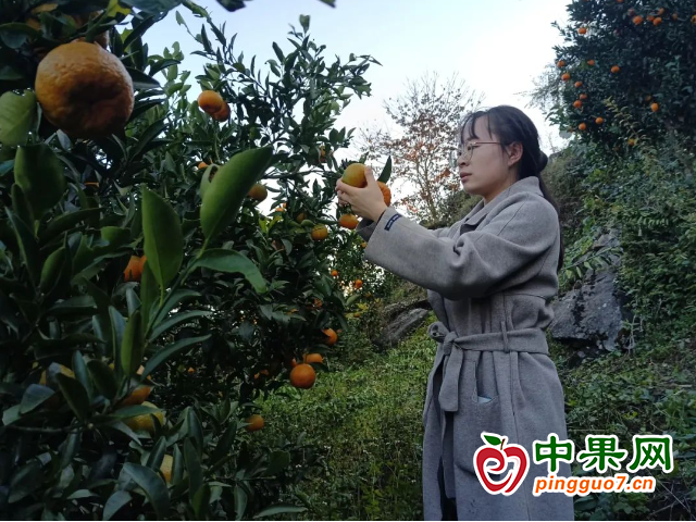 貴州省蕉壩鎮：柑橘成熟采摘忙 ()