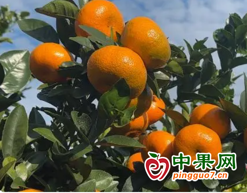 柑橘搶鮮上市 果農采摘冬季果實 ()