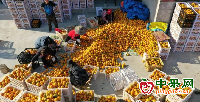 萬畝柑橘迎來采收 ()
