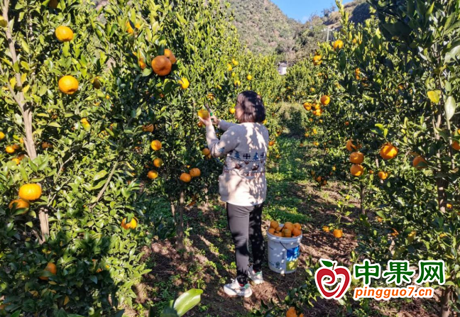 雙河柑橘壓枝頭 山坡結出“金果果” ()