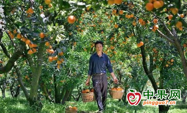 小柑橘成就“甜蜜”大產業 ()