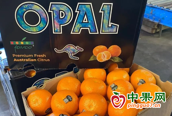 新季實現產量突破 澳橙對華出口仍具挑戰 ()
