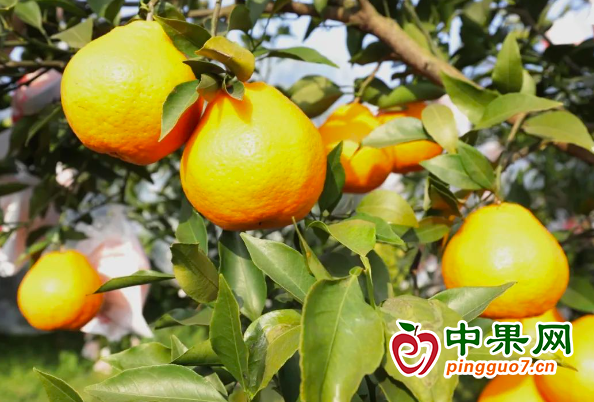 耙耙柑種出致富路 ()