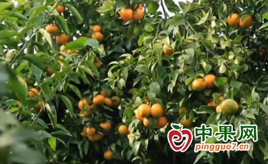 萬畝柑橘防寒穩產 溫暖過冬 ()