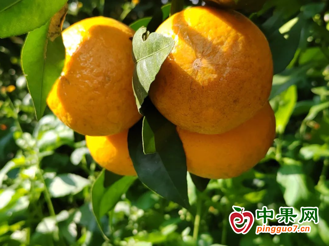 萬畝沃柑陸續采收上市 ()