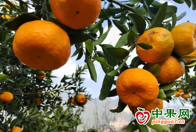 柑橘成熟助農增收 ()