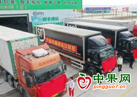 廣西武鳴超150萬噸沃柑元旦上市 出口東盟市場 ()