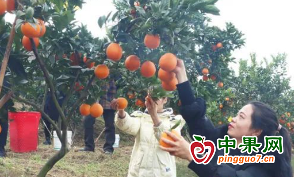 優質柑橘紅 游客采摘樂 ()