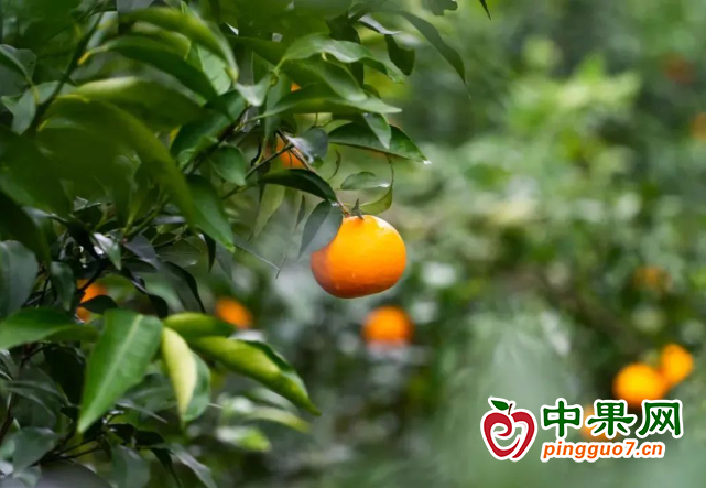貴州關嶺斷橋鎮沃柑上市啦 ()