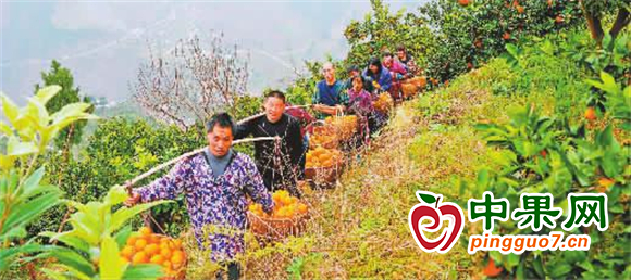 柑橘喜豐收 果農采摘忙 ()