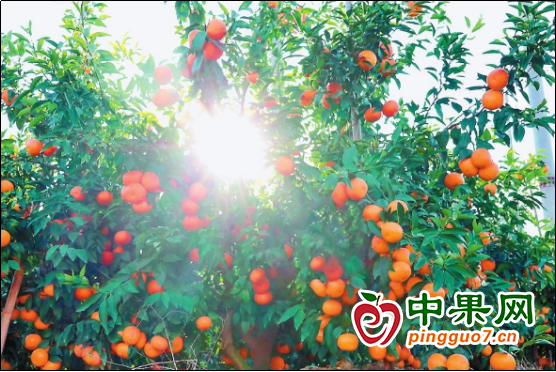 新平：沃柑飄香錯峰上市 ()
