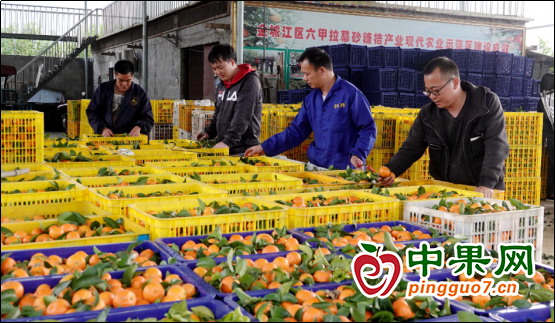 廣西河池：砂糖橘豐產 眾果農增收 ()