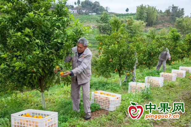 重慶市大盛鎮柑橘喜迎豐收 ()